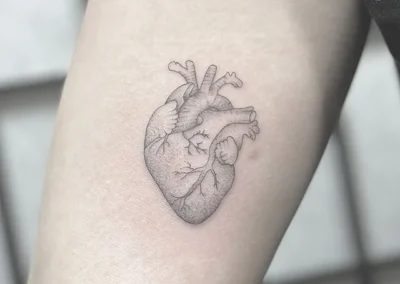 Fineline-tatovering af et anatomisk hjerte på overarmen
